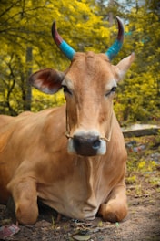 A brown cow is resting on the ground with vibrant blue and red-painted horns. The background consists of lush greenery, creating a natural setting.