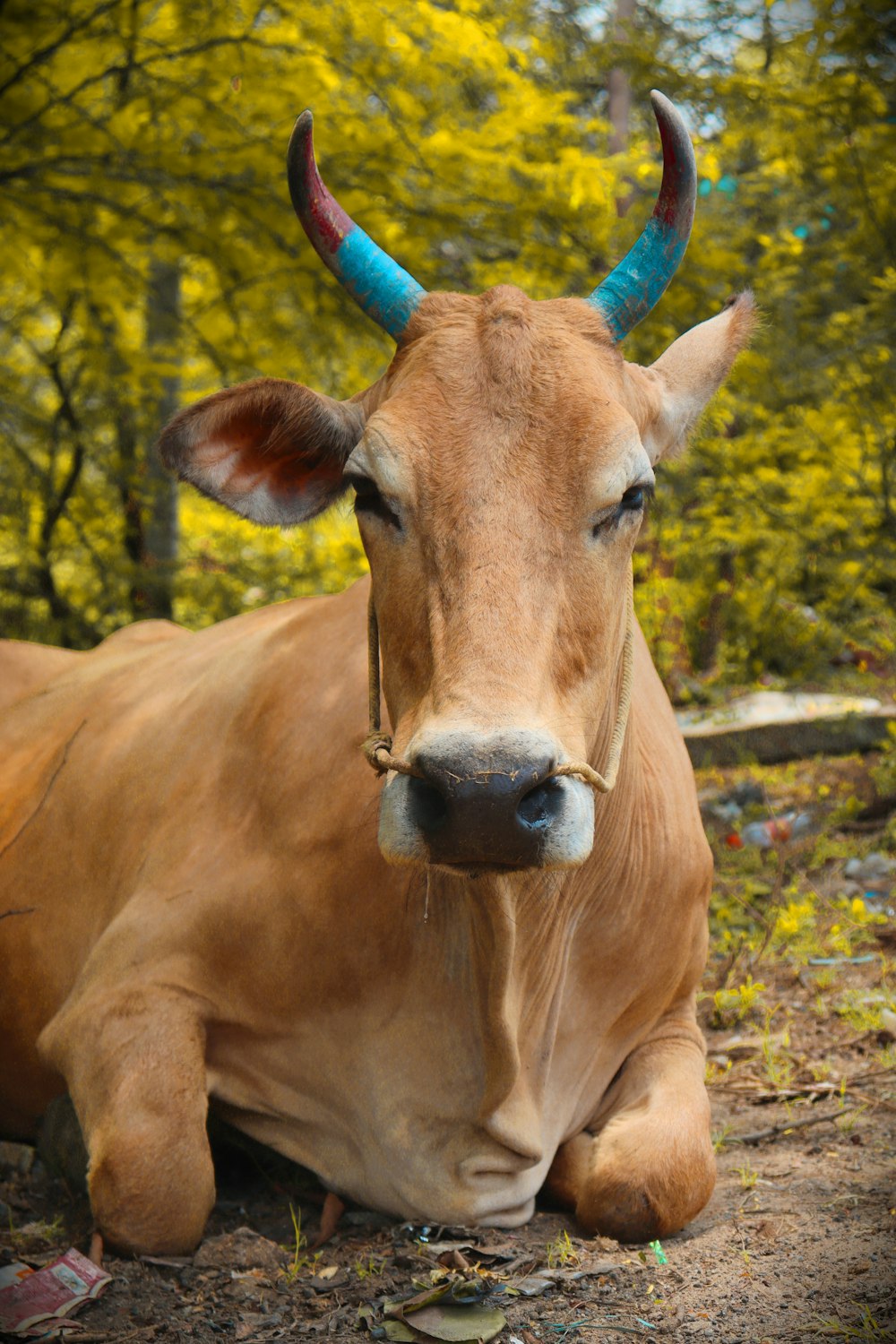 a brown cow with horns laying on the ground