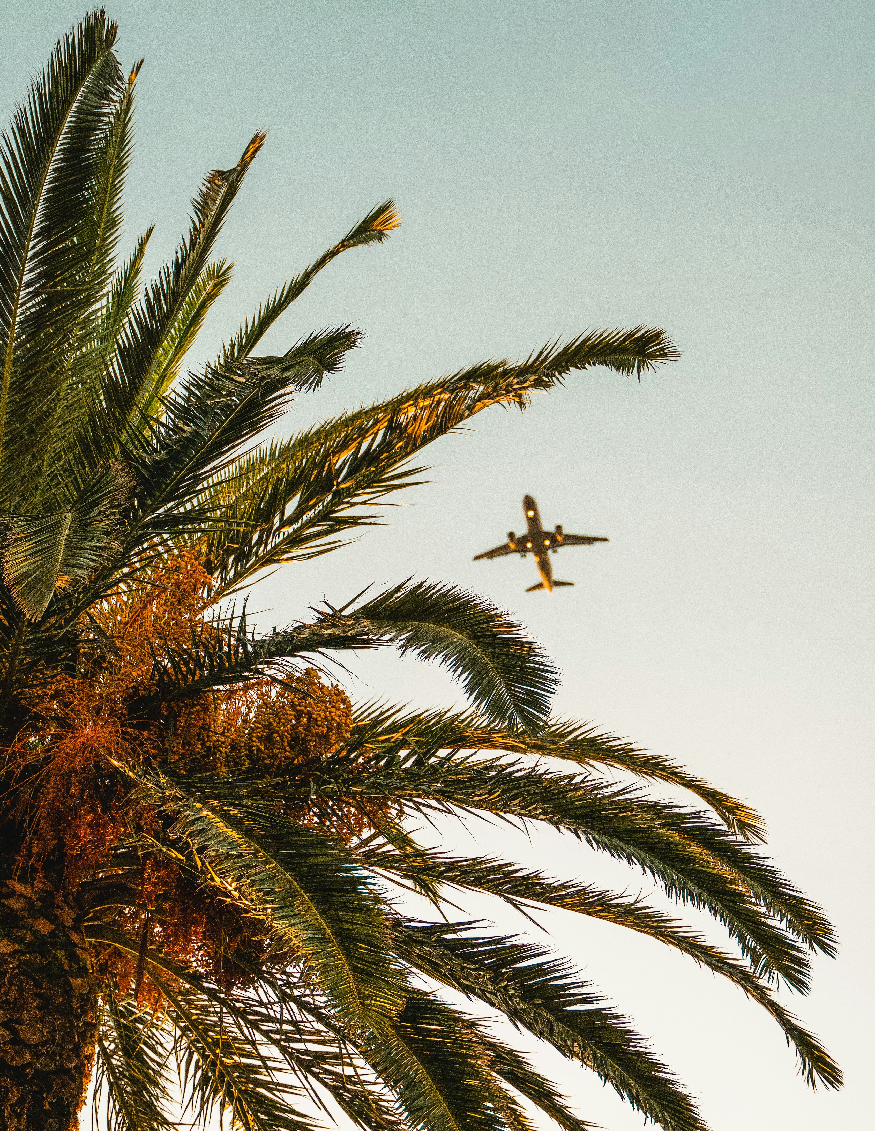 an airplane is flying over a palm tree