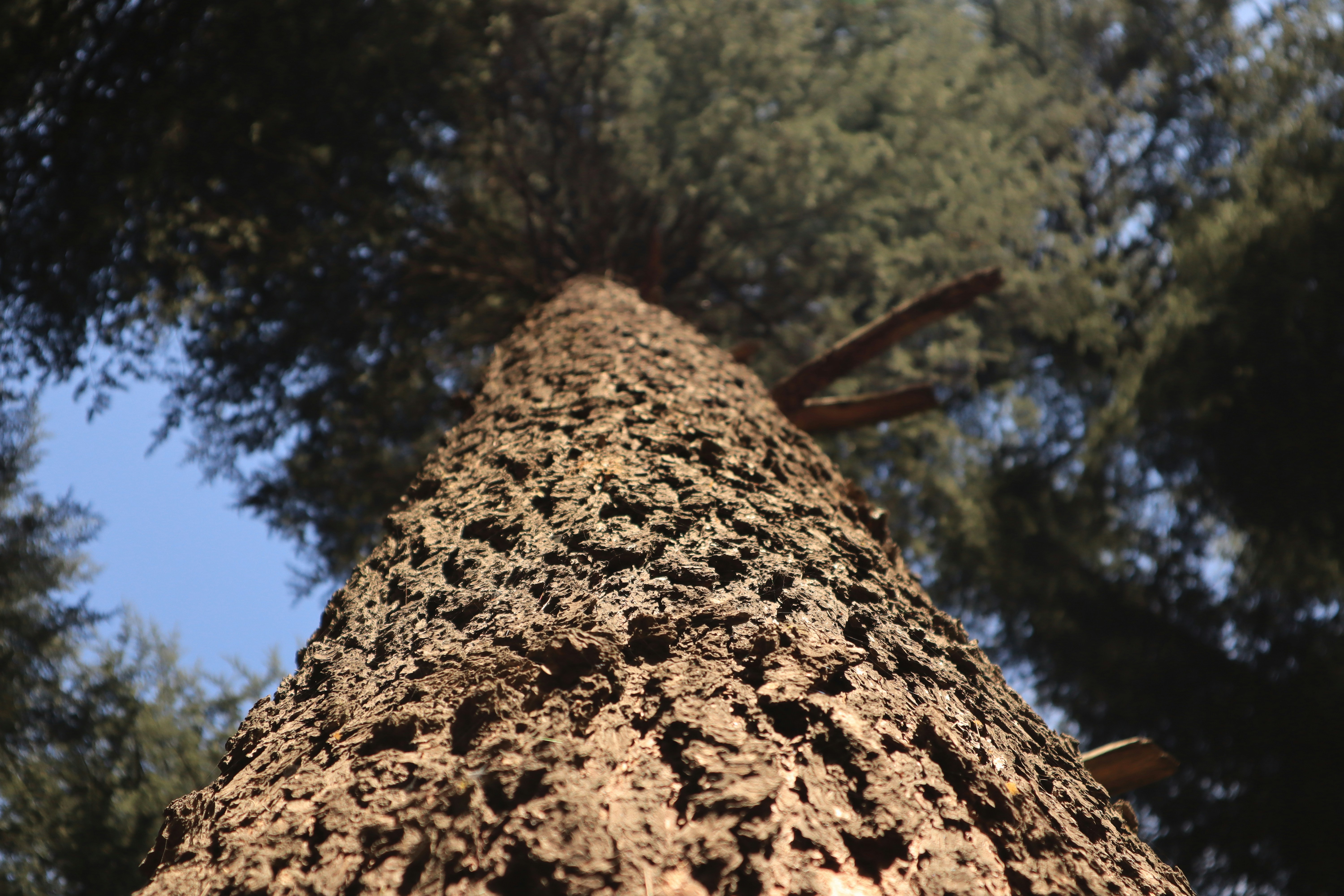 a tall tree with lots of green trees in the background