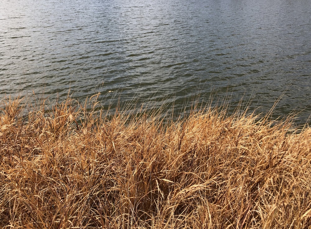 ein Gewässer, das von trockenem Gras umgeben ist