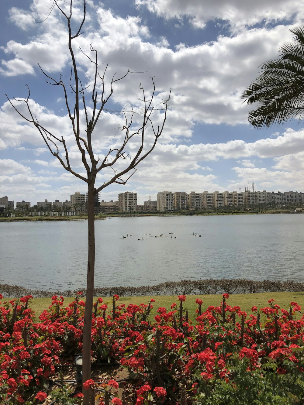 a view of a body of water from a park