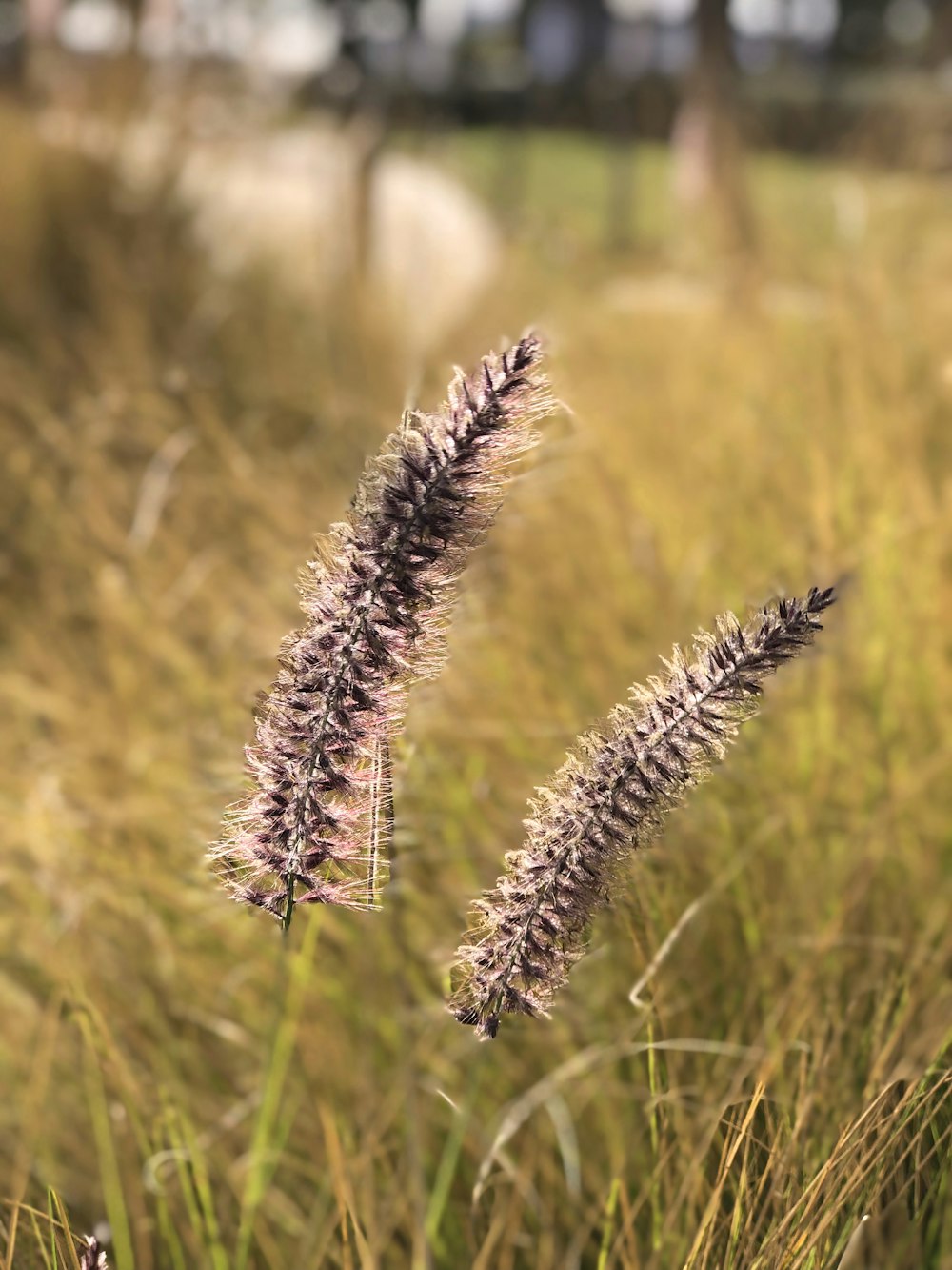 a close up of a plant in a field