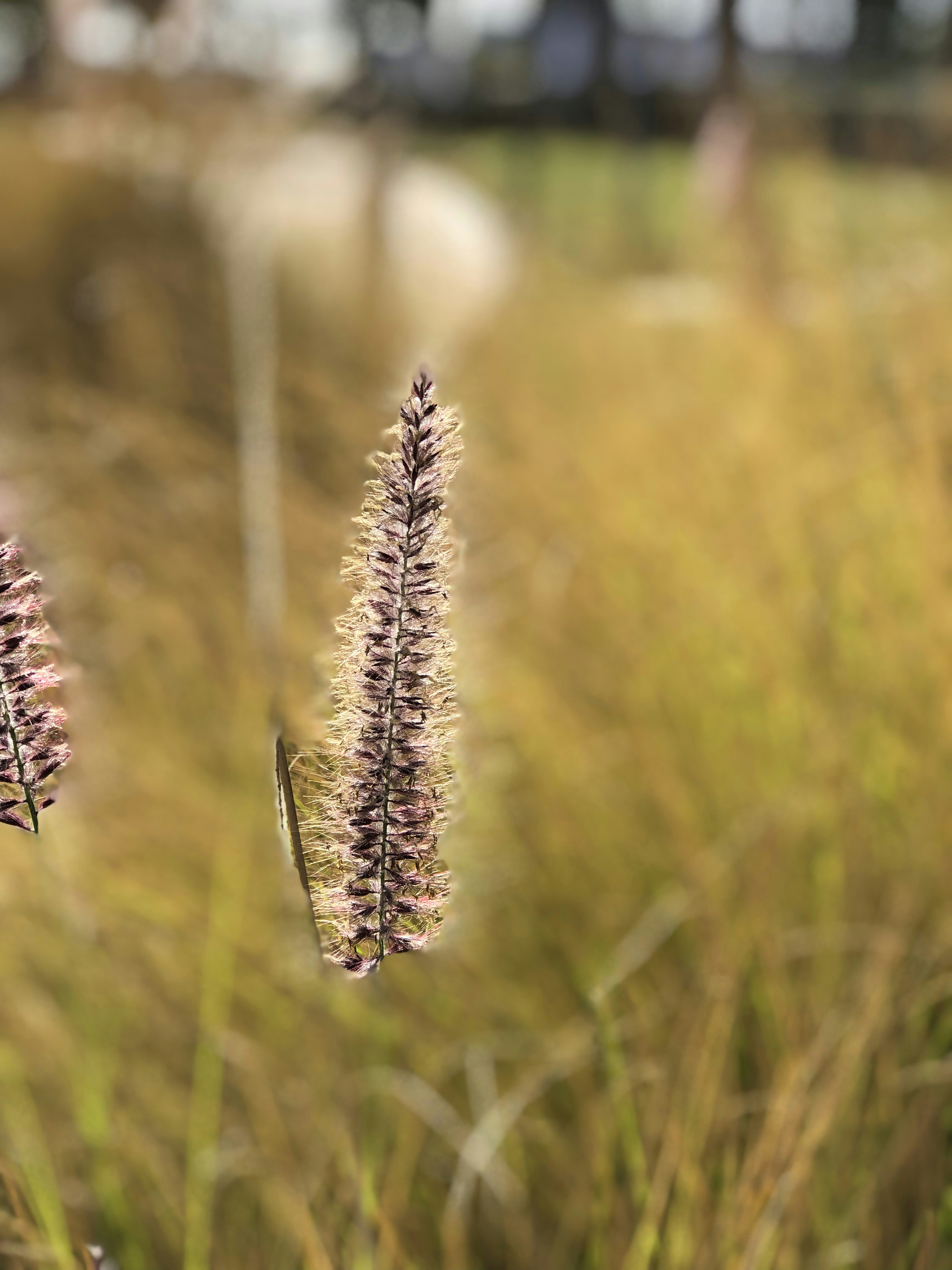 Photo by sohailai_darwesh