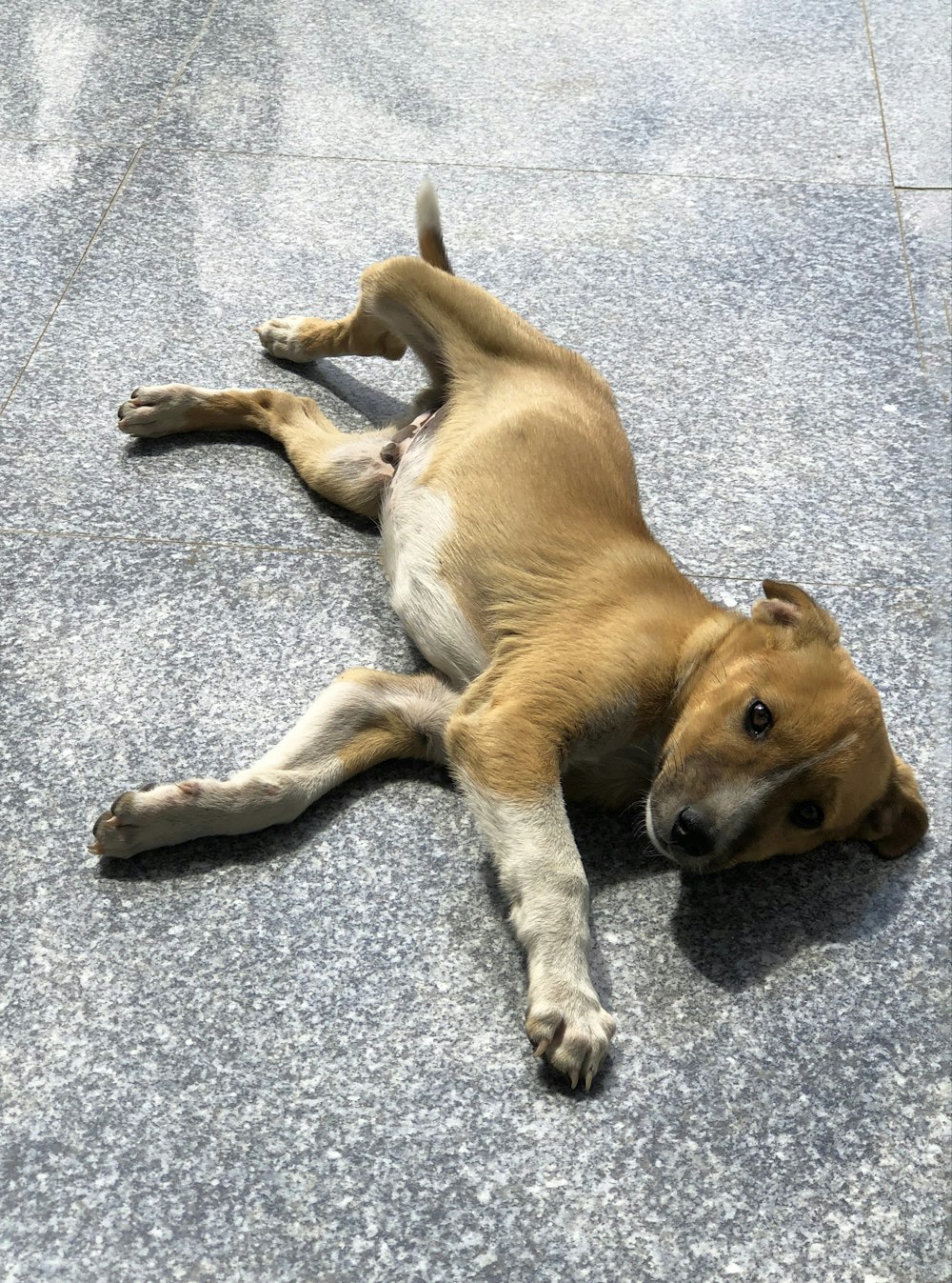 a brown and white dog laying on the ground