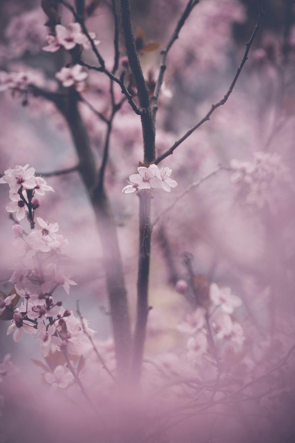 um close up de uma árvore com flores cor-de-rosa