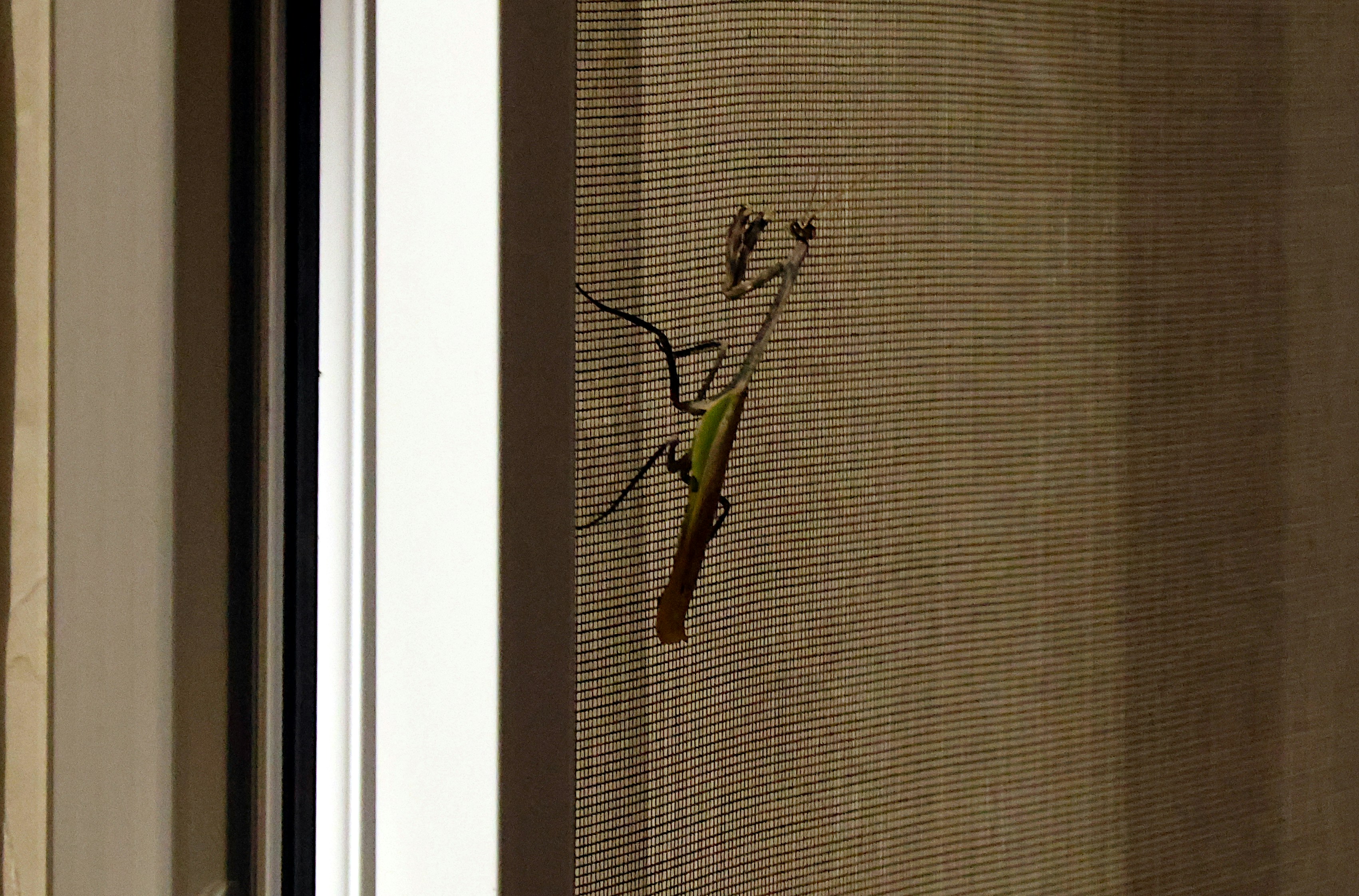 Die Vielfalt der Insektenschutzlösungen: Von klassisch bis innovativ