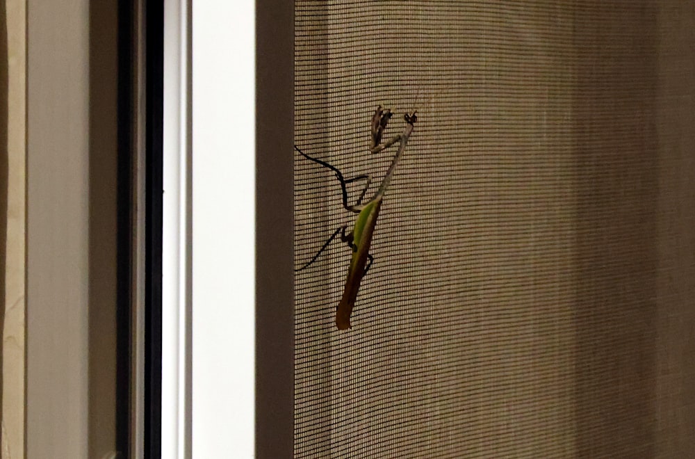 Un lagarto está sentado en el alféizar de una ventana