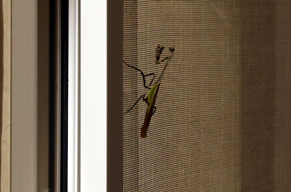 a lizard is sitting on a window sill