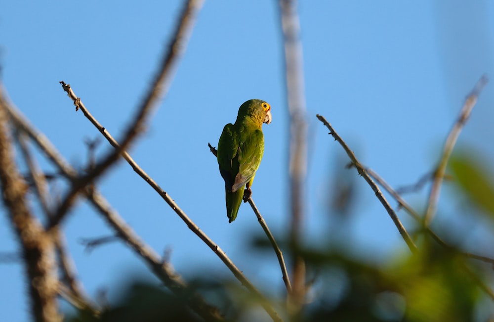 Un uccello verde appollaiato sulla cima di un ramo dell'albero