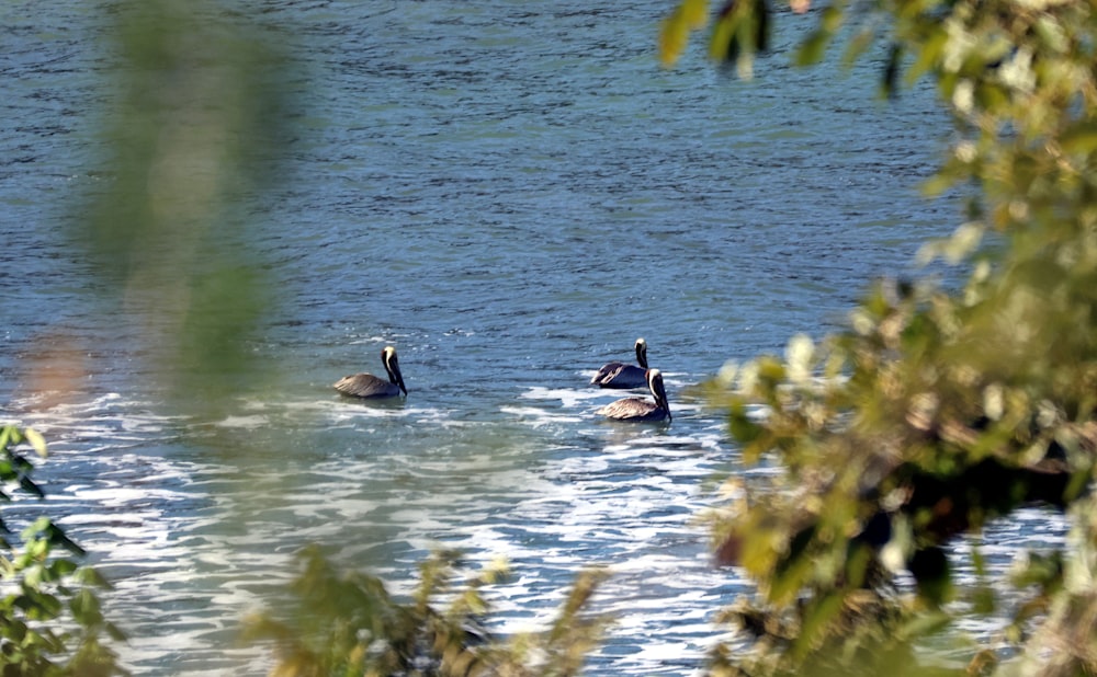 a couple of ducks are swimming in the water