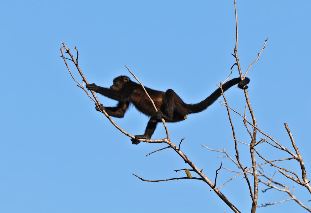 a monkey hanging from a tree branch with a blue sky in the background