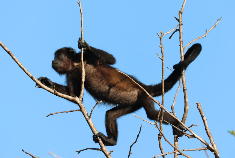 a monkey hanging on to a tree branch