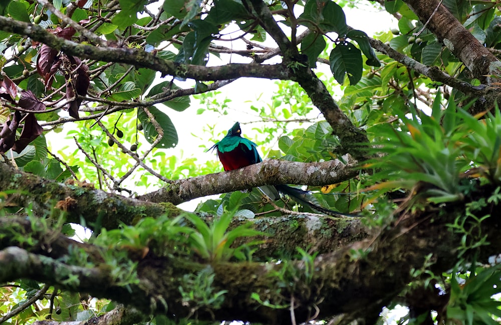 a colorful bird sitting on top of a tree branch