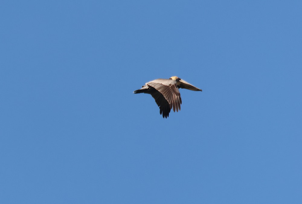 a large bird flying through a blue sky