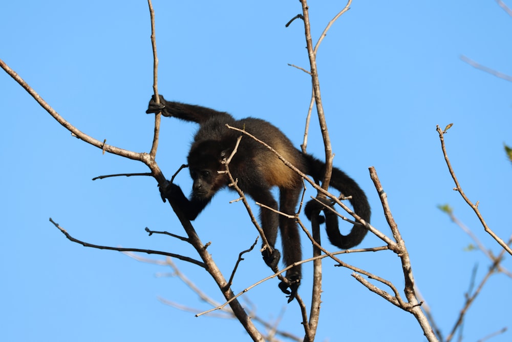 a monkey hanging on to a tree branch