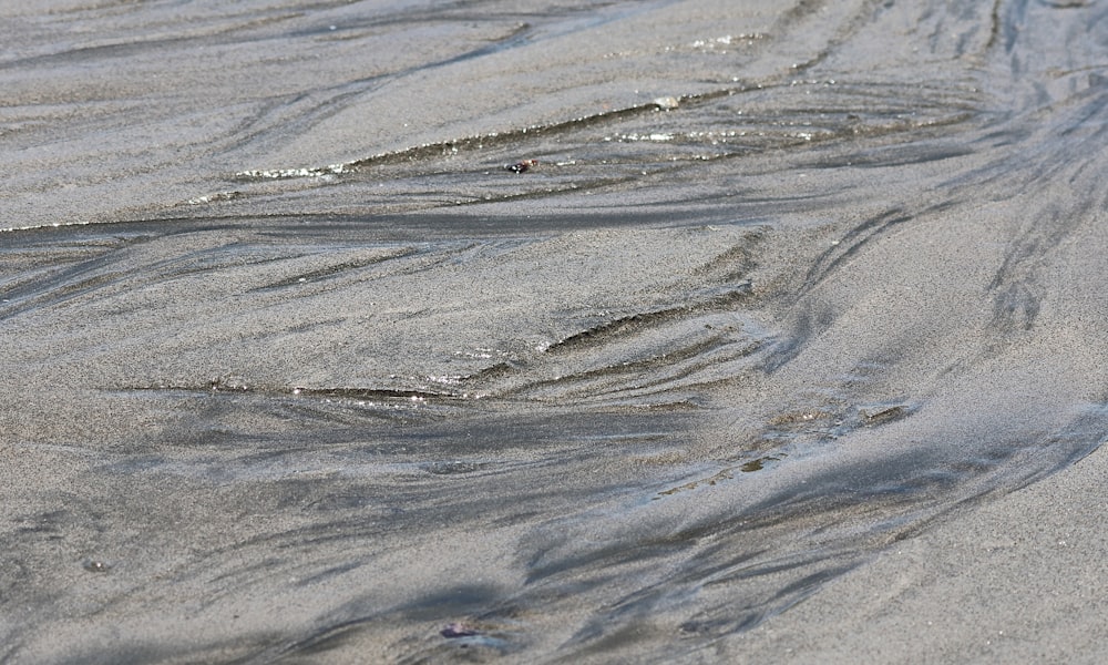 Un uccello è in piedi nella sabbia sulla spiaggia