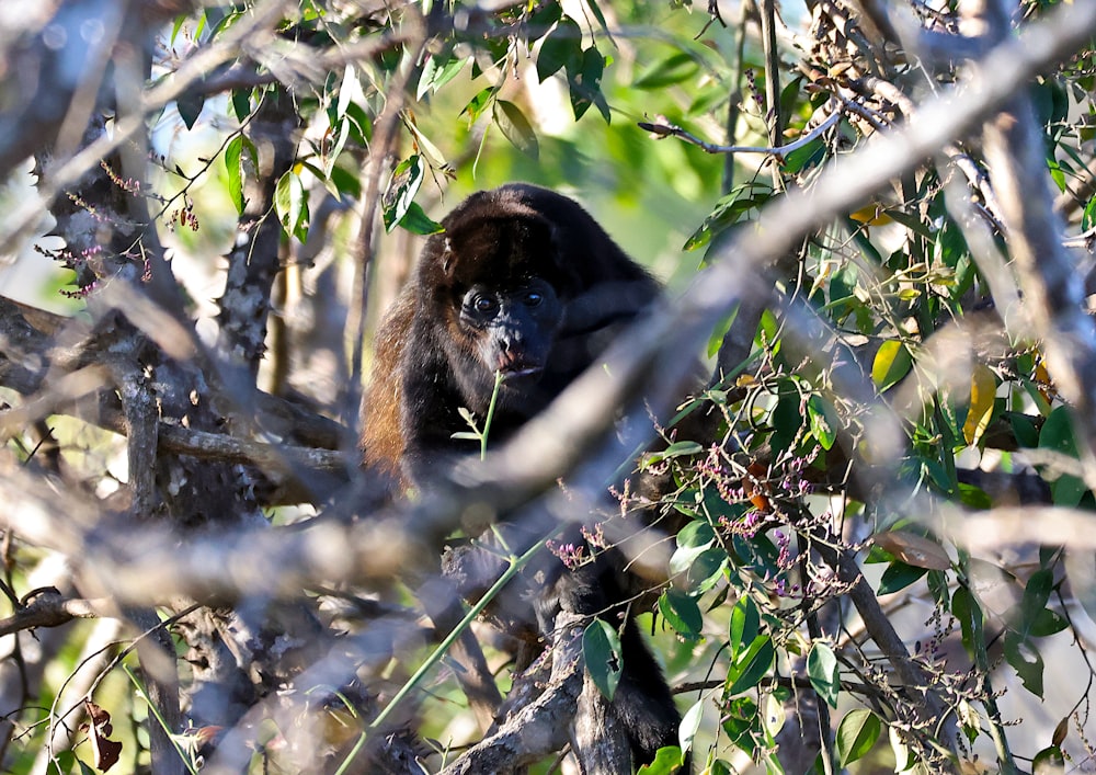 um macaco está sentado em uma árvore olhando para a câmera