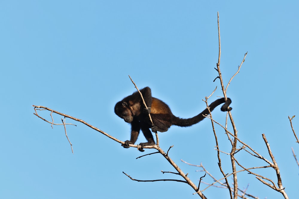 a monkey sitting on top of a tree branch