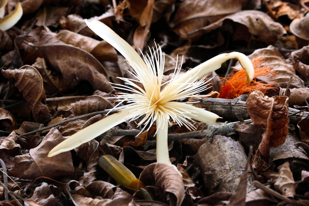 a flower that is growing out of the ground