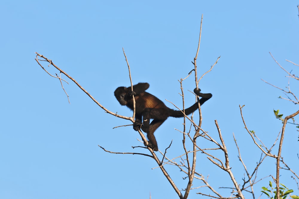 una scimmia seduta sulla cima di un ramo di un albero