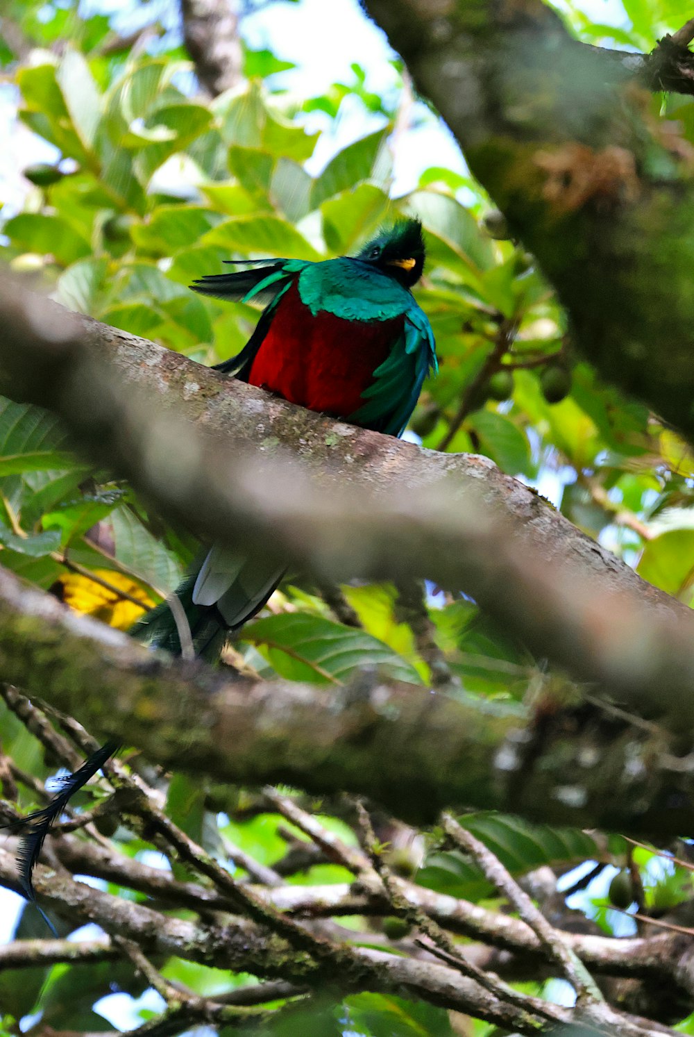 a colorful bird sitting on a branch of a tree