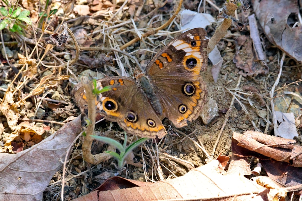 a brown and orange butterfly sitting on top of a leaf covered ground