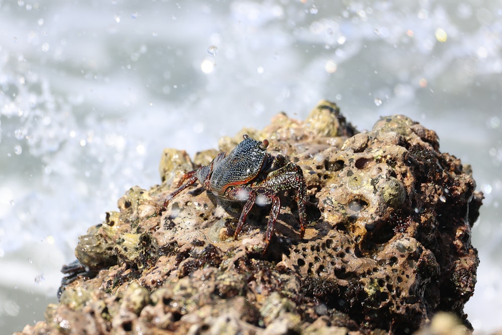 a bug is sitting on a rock by the water