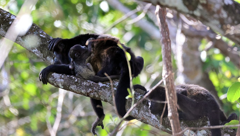 a couple of monkeys sitting on top of a tree branch