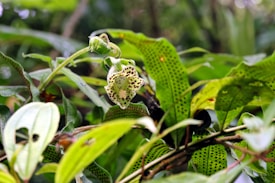 A tropical plant with a spotted flower amid lush green foliage. The flower has a bell shape with speckled brown spots on a creamy background. The leaves surrounding the flower are vibrant green with some having small holes and intricate patterns.