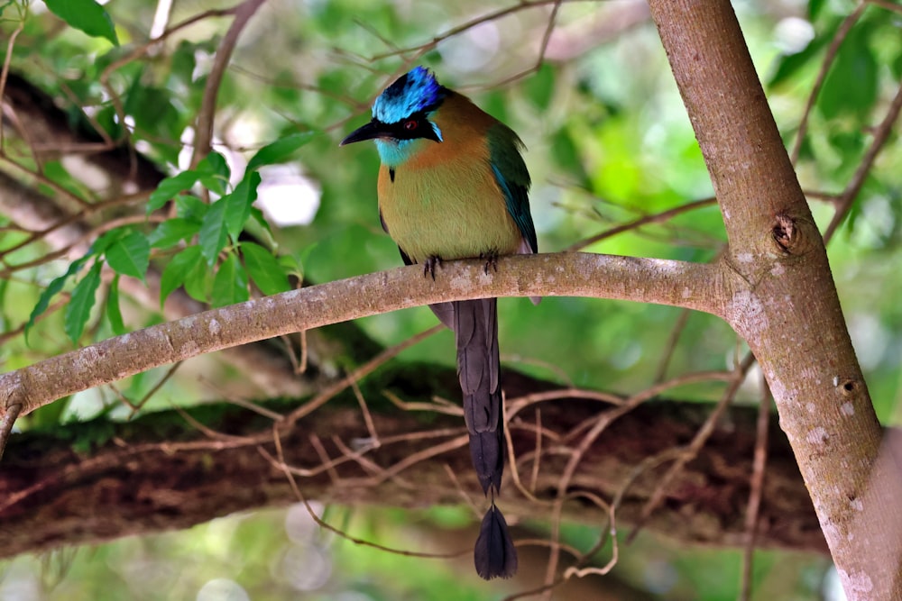 a colorful bird perched on a tree branch