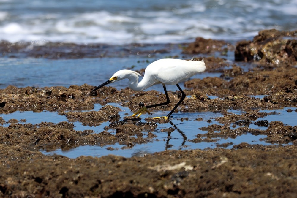 a white bird walking on top of a sandy beach