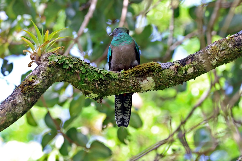 a colorful bird perched on a tree branch