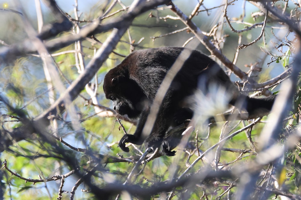 Un gatto nero che si arrampica su un ramo d'albero