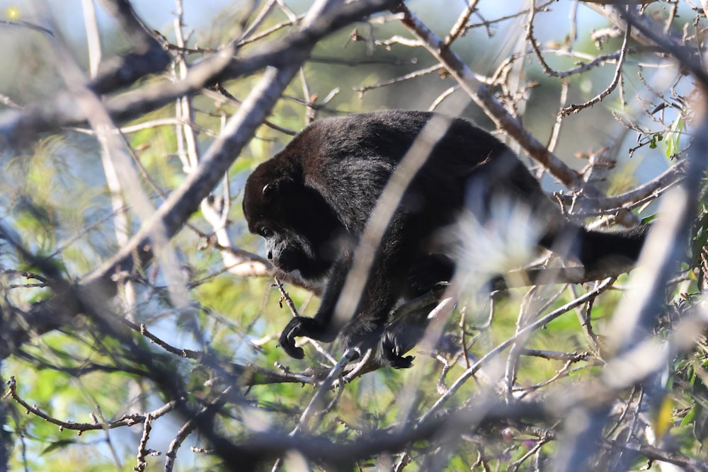 um gato preto subindo em um galho de árvore