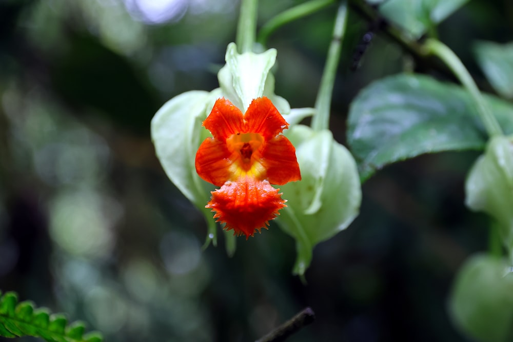 a red and yellow flower with green leaves in the background