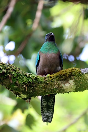 Portrait of a brightly colored bird perched on a branch in a lush forest.