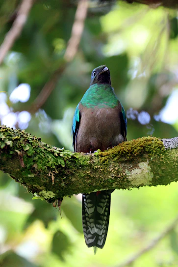 A close-up shot of a colorful bird perched on a mossy branch in a sunlit forest.