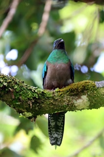 A colorful bird perches on a moss-covered branch in a lush green forest setting. The bird has bright green and turquoise feathers with a long tail featuring distinctive black and white patterns. The background is softly blurred with various shades of green, suggesting dense foliage.