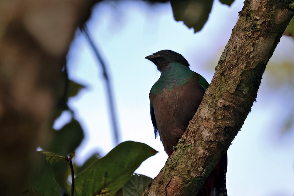 a bird is perched on a tree branch