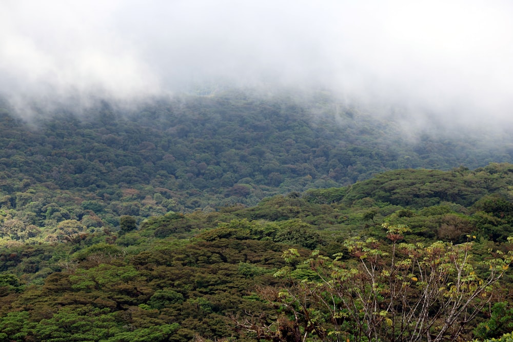a lush green forest covered in low lying clouds
