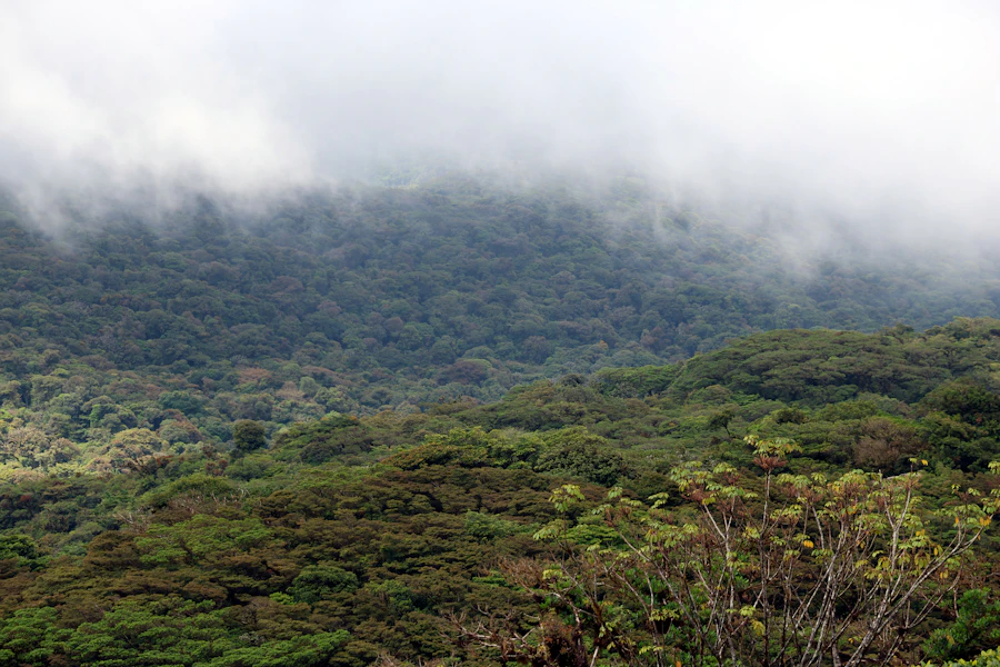 Cloud-covered forest canopy at Parque Arví
