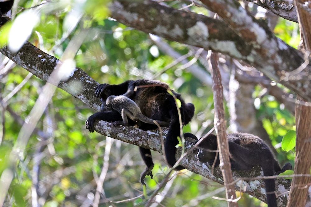 a group of monkeys sitting on top of a tree branch