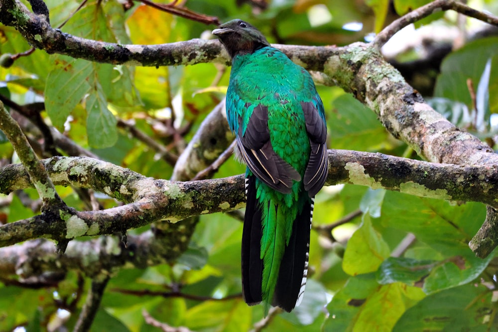 a green and black bird sitting on a tree branch