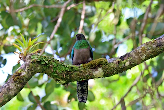A close-up shot of a vibrant bird perched on a moss-covered branch in a lush forest.