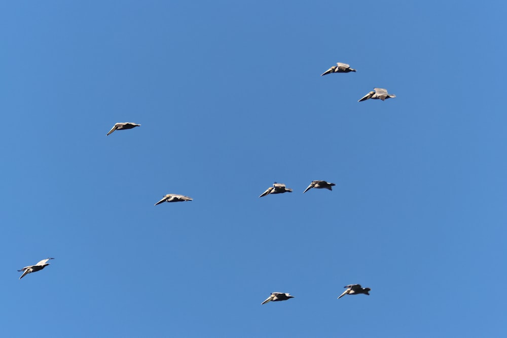 um bando de pássaros voando através de um céu azul