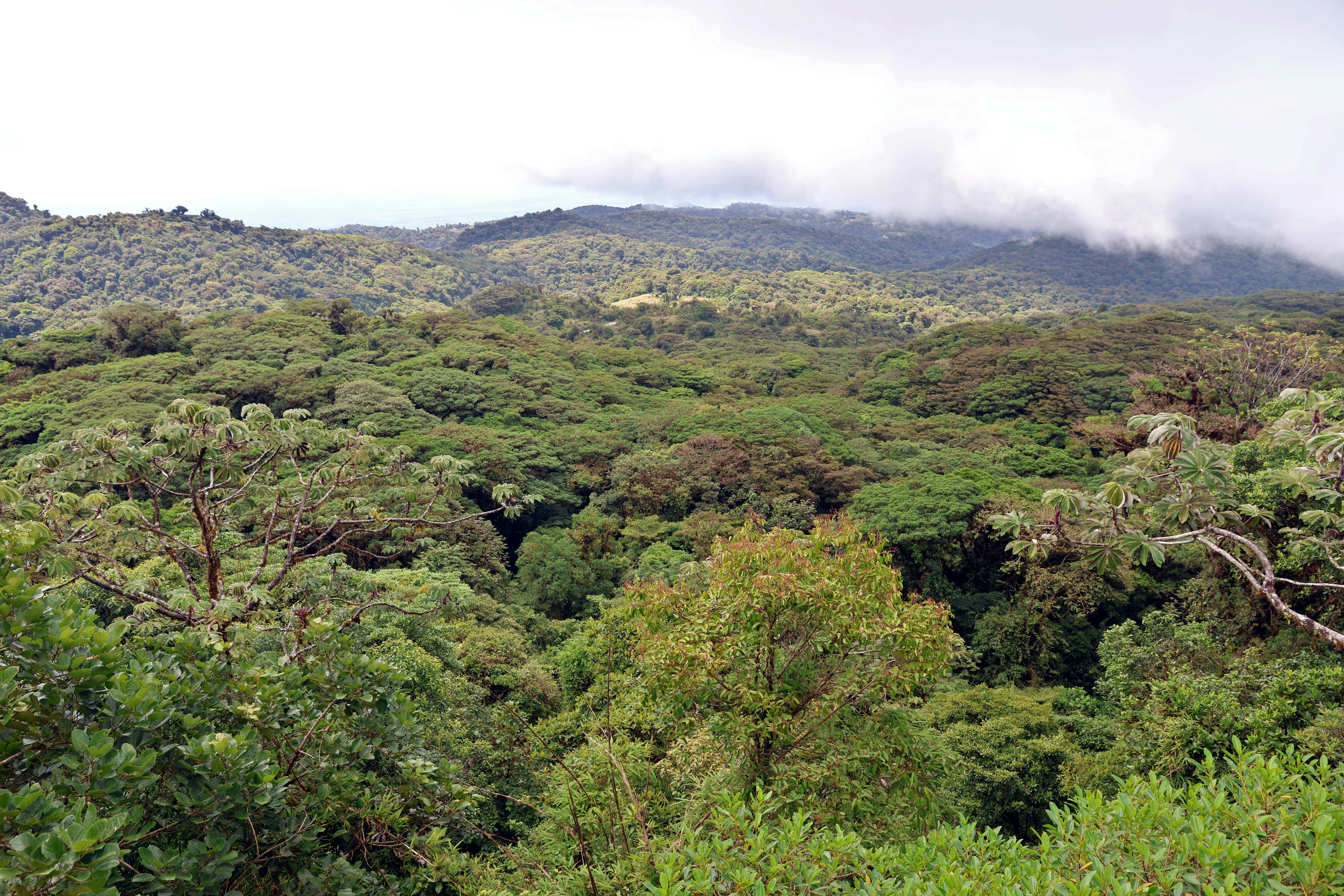 Conservation Efforts: Protecting a Living Treasure (image credits: unsplash)