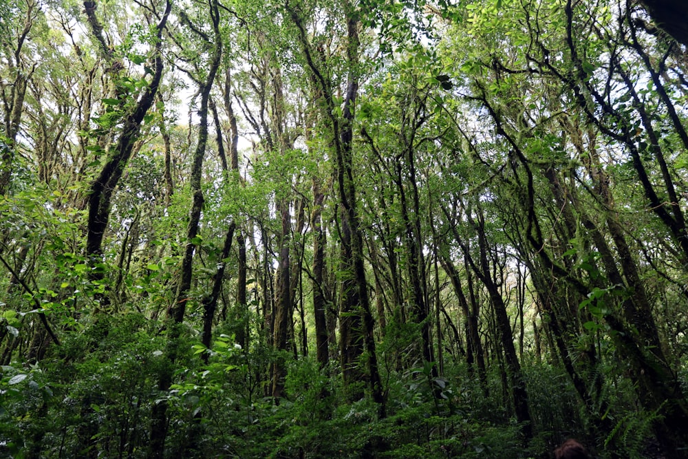 a lush green forest filled with lots of trees