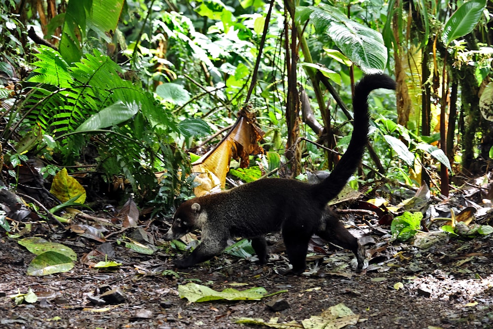 a black cat walking through a lush green forest