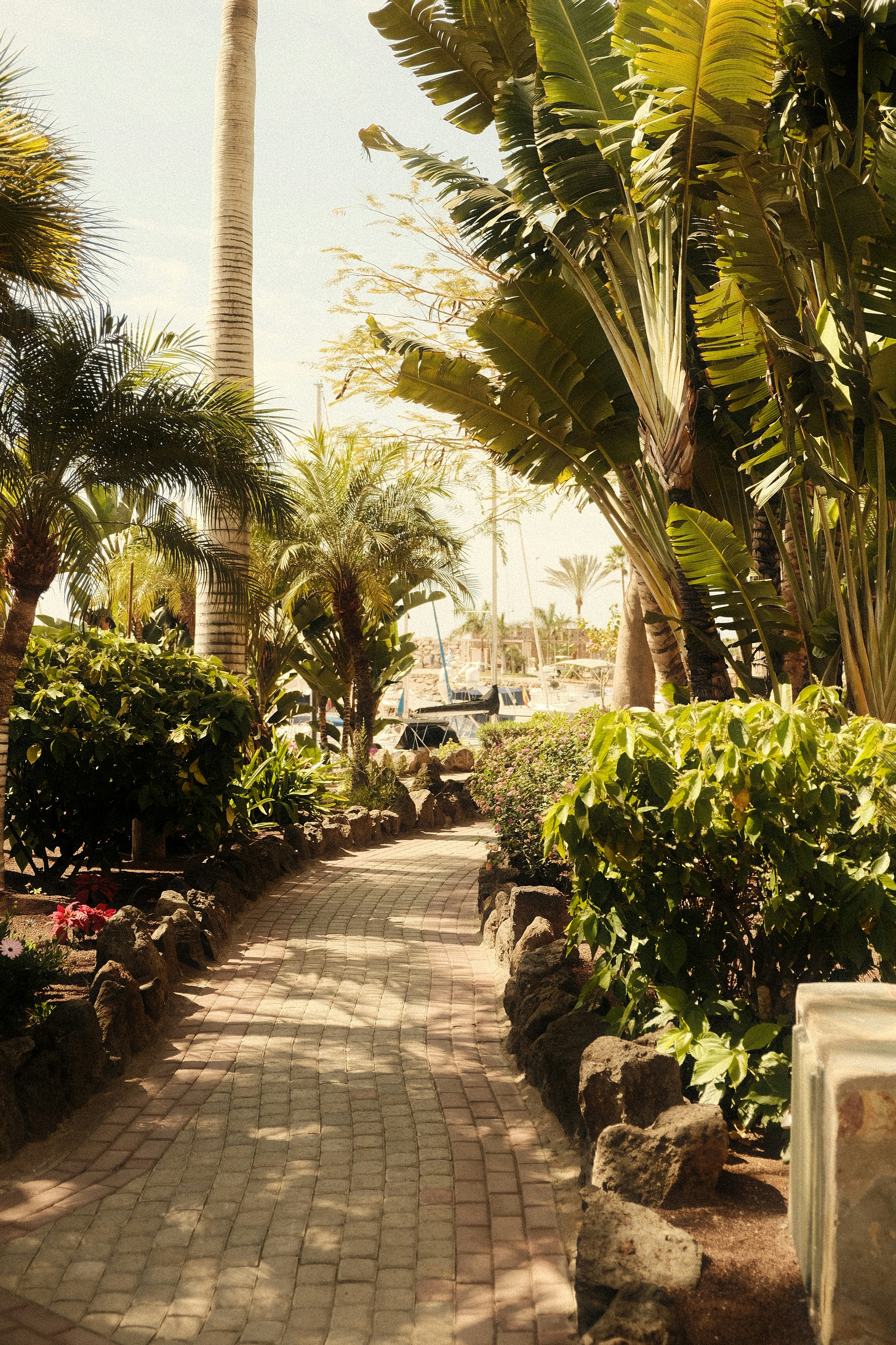 a brick walkway surrounded by palm trees and other greenery